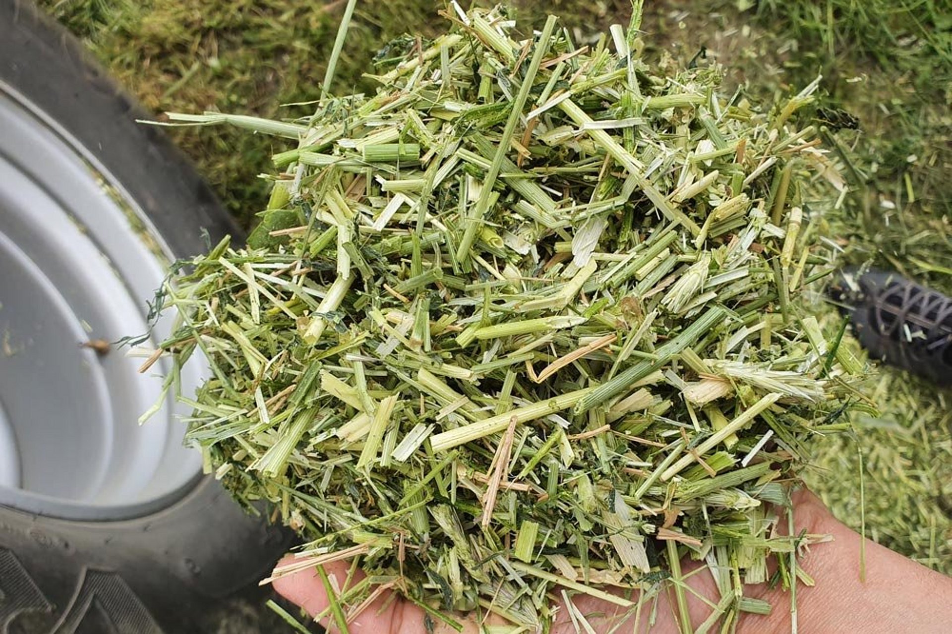 Długość siekania KCR powinna wynosić ok. 6 - 8 mm.