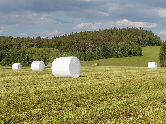 Les balles rondes sont conditionnées de manière étanche à l’air lors de l’enrubannage avec le film étirable agricole.