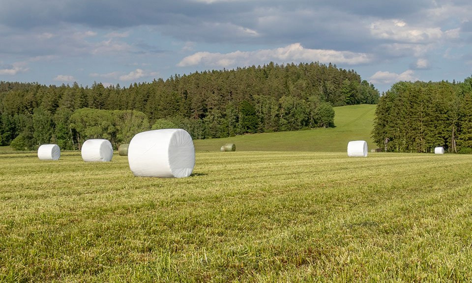 Con el proceso de envoltura con la lámina extensible agraria, las pacas redondas quedan envueltas herméticamente.