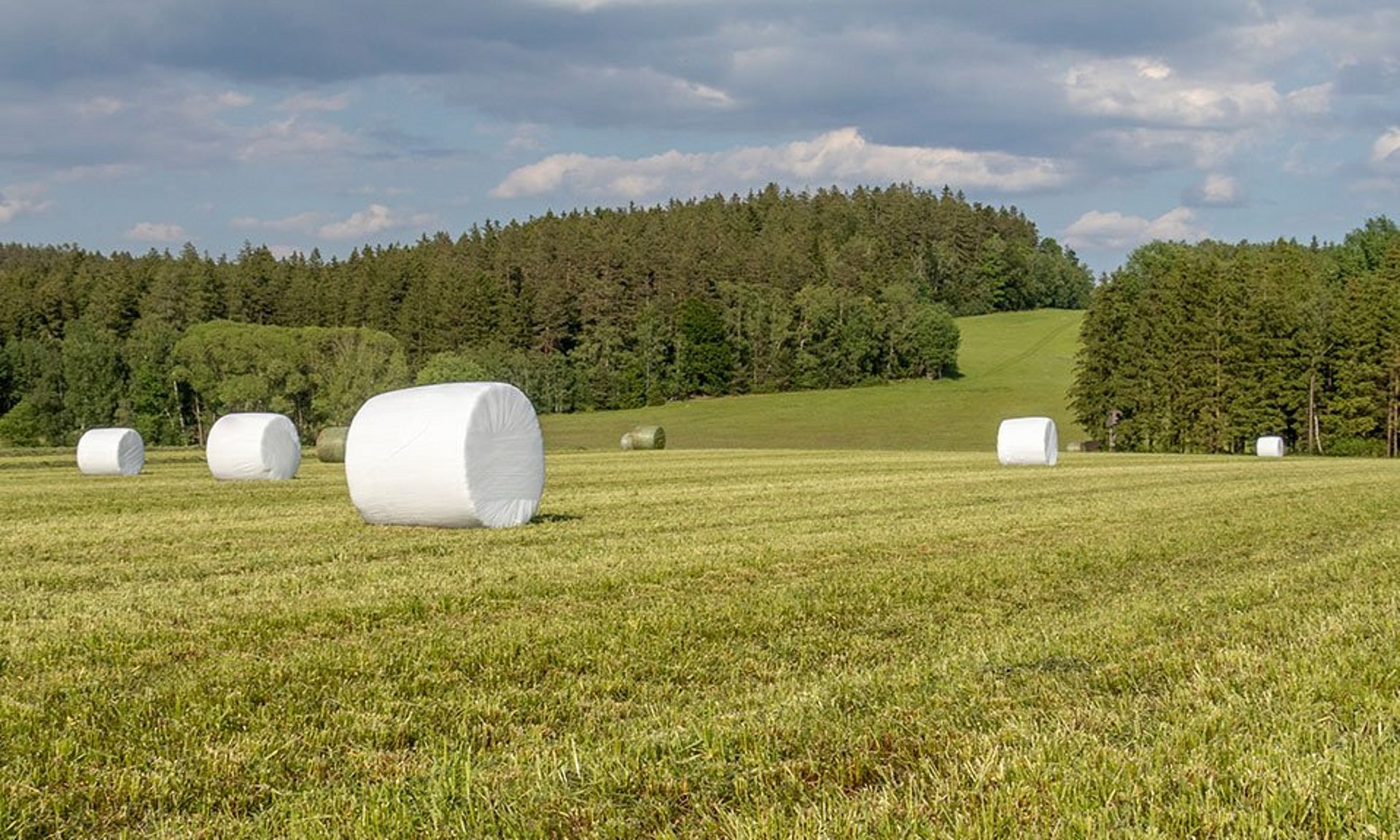 Con el proceso de envoltura con la lámina extensible agraria, las pacas redondas quedan envueltas herméticamente.