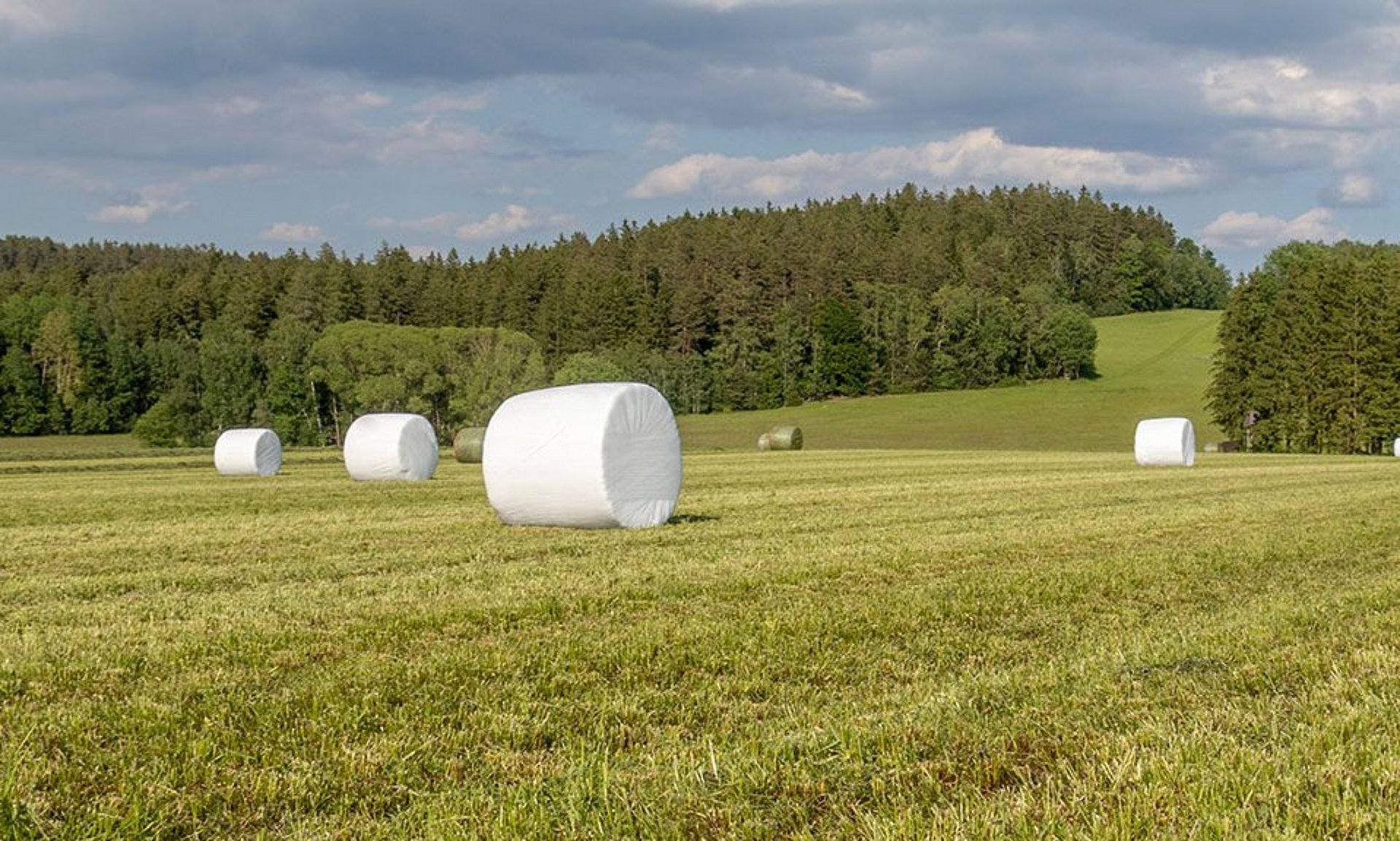 The round bales are sealed airtight when wrapped with an agricultural stretch film.