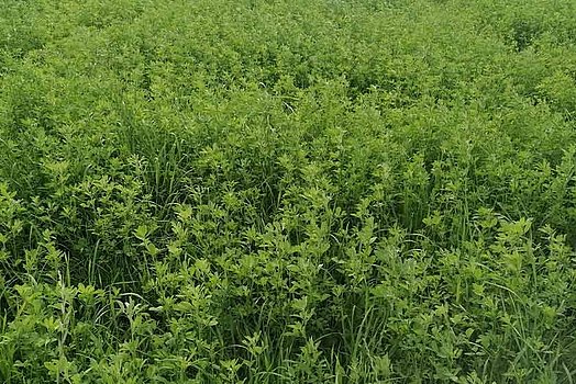 Le stock d’herbe de luzerne avant la fauche