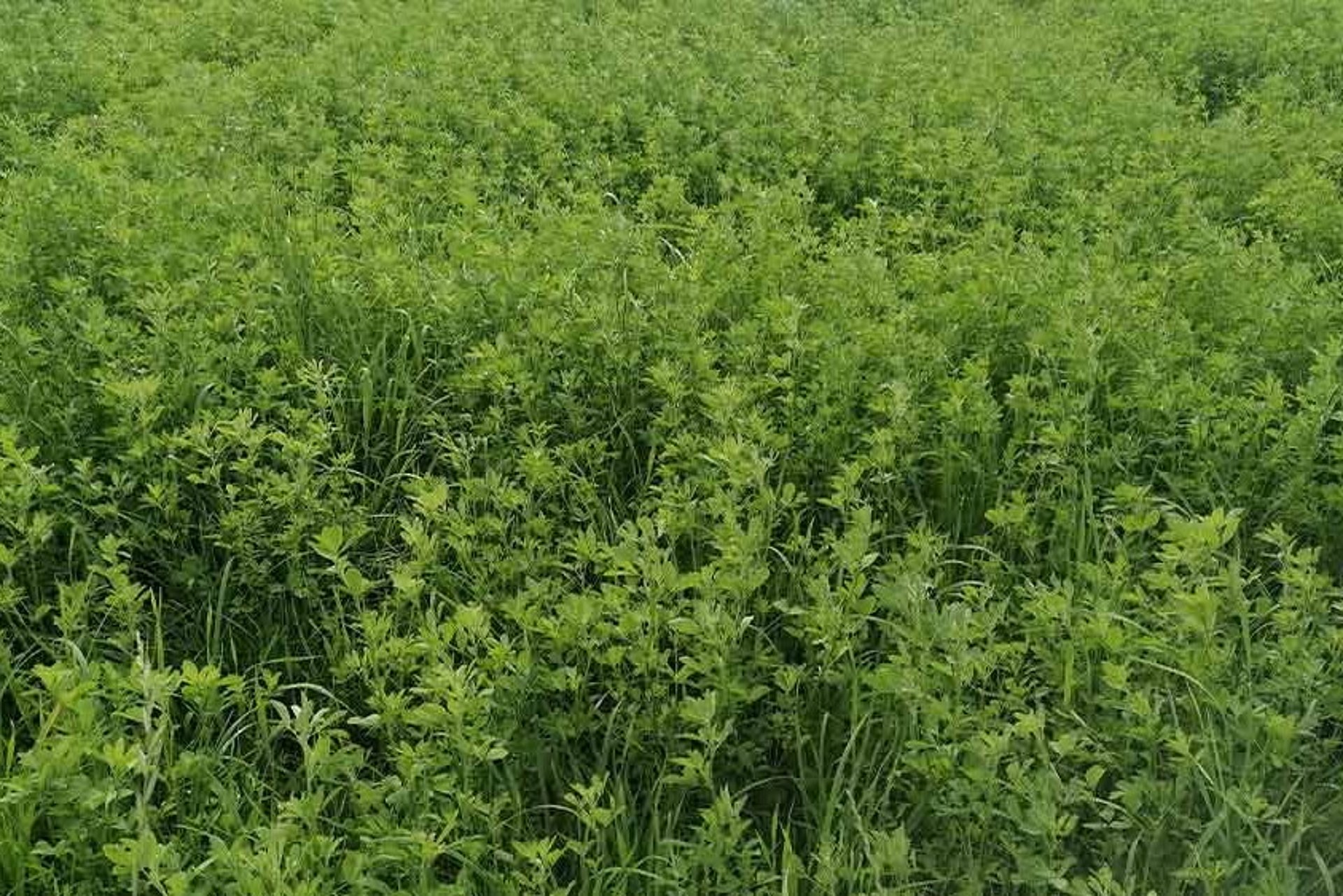 Le stock d’herbe de luzerne avant la fauche