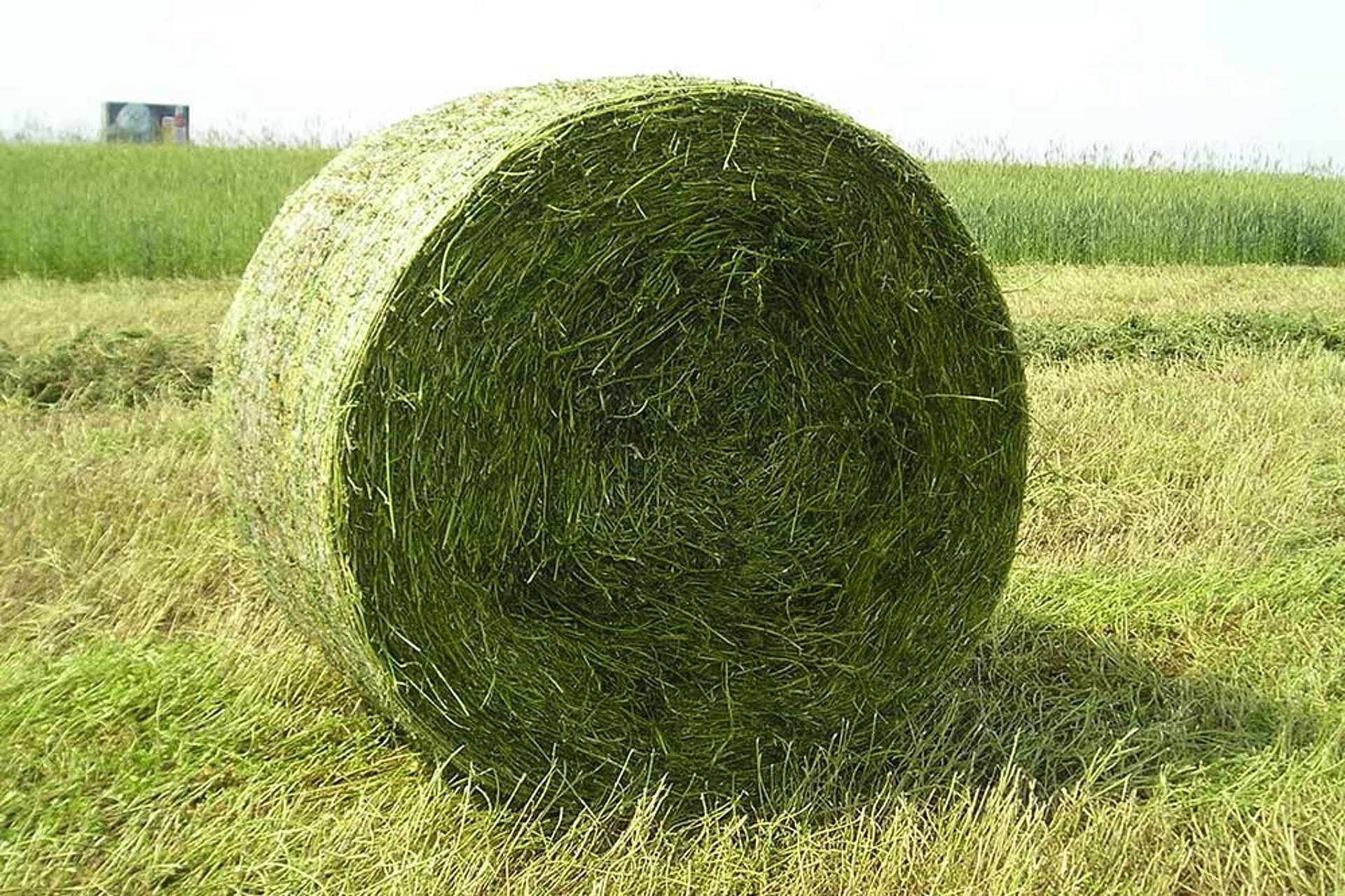 Rundballen aus Grassilage