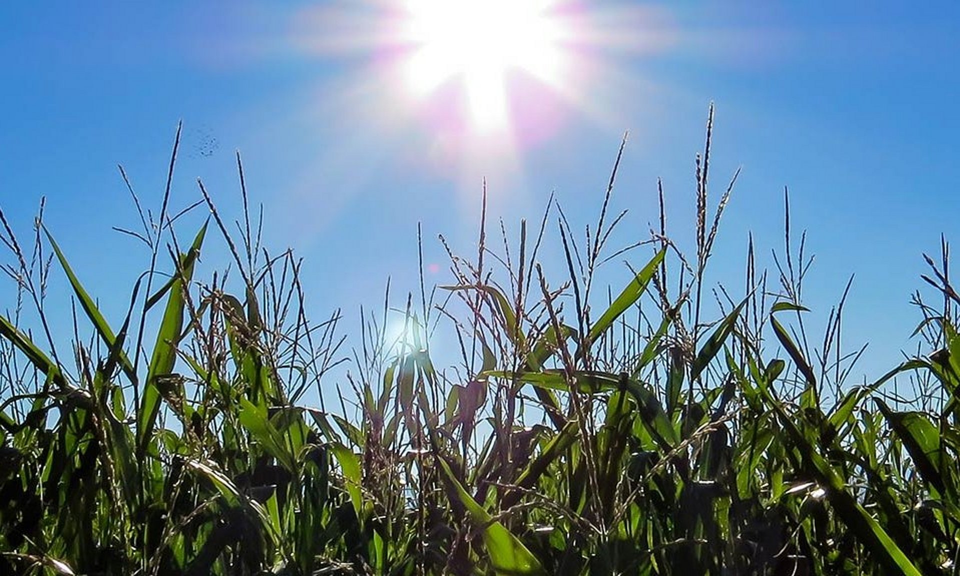 Mayor calidad del ensilado de pacas redondas gracias a una óptima plantación de maíz.