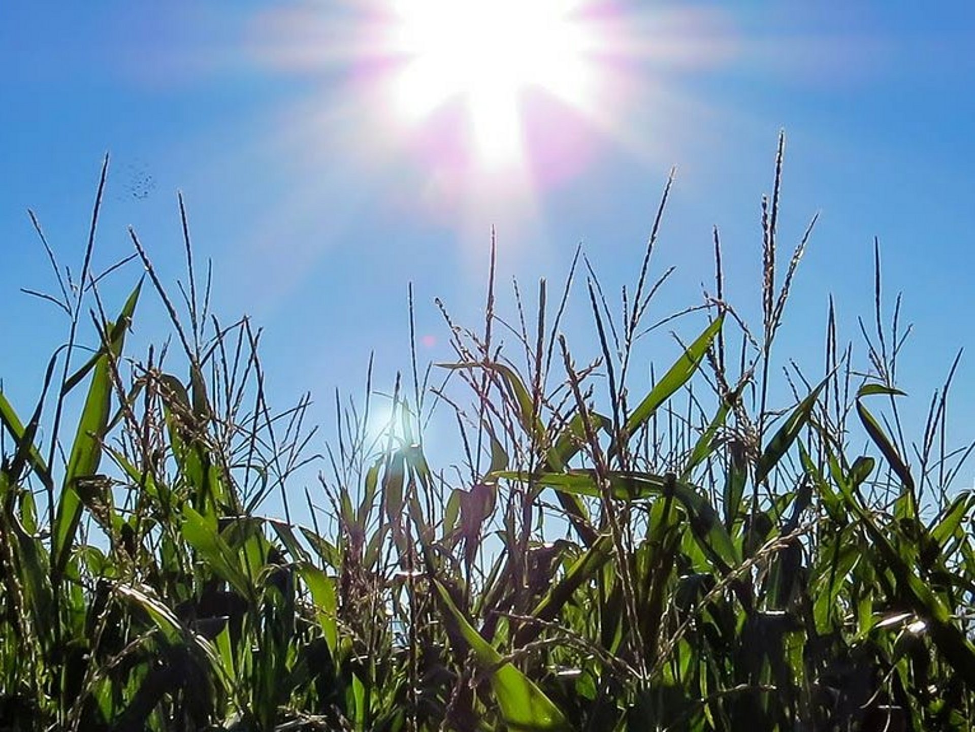 Kwaliteitsverbetering van rondebalensilage door optimaal maïsbestand.