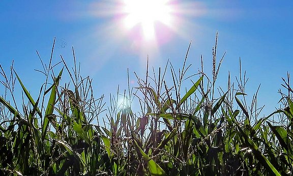 Mayor calidad del ensilado de pacas redondas gracias a una óptima plantación de maíz.