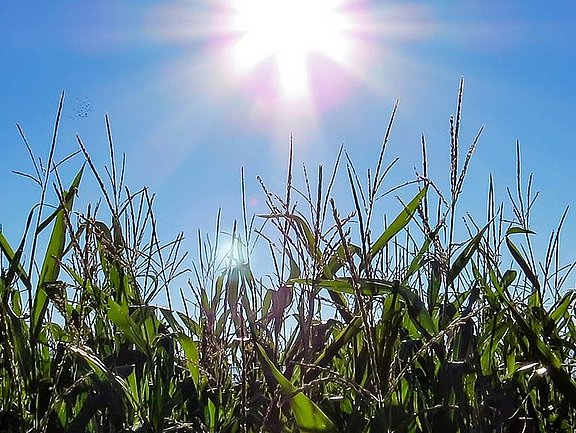 Kwaliteitsverbetering van rondebalensilage door optimaal maïsbestand.