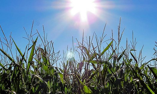 Amélioration de la qualité de l’ensilage de maïs en balles rondes grâce à un peuplement optimal du maïs.