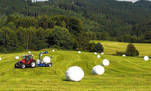 Después del prensado, las pacas son envueltas directamente en el campo.