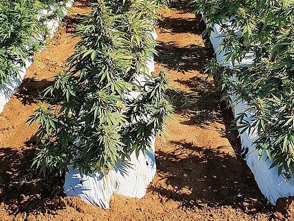 An industrial hemp field in full bloom.