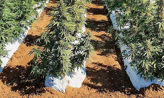 Un campo de cáñamo industrial en plena floración.