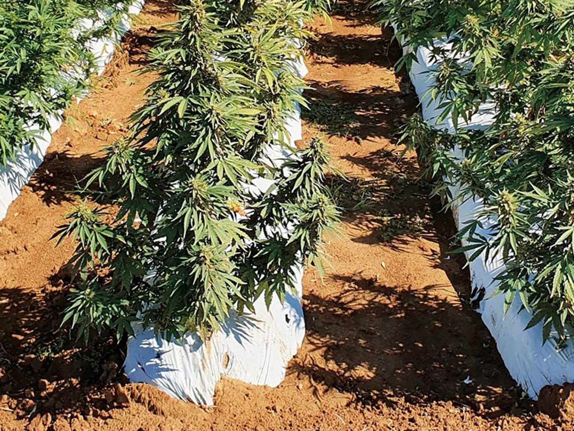 Ein Nutzhanffeld zu voller Blüte.