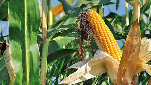 Material CCM (corn cob mix)