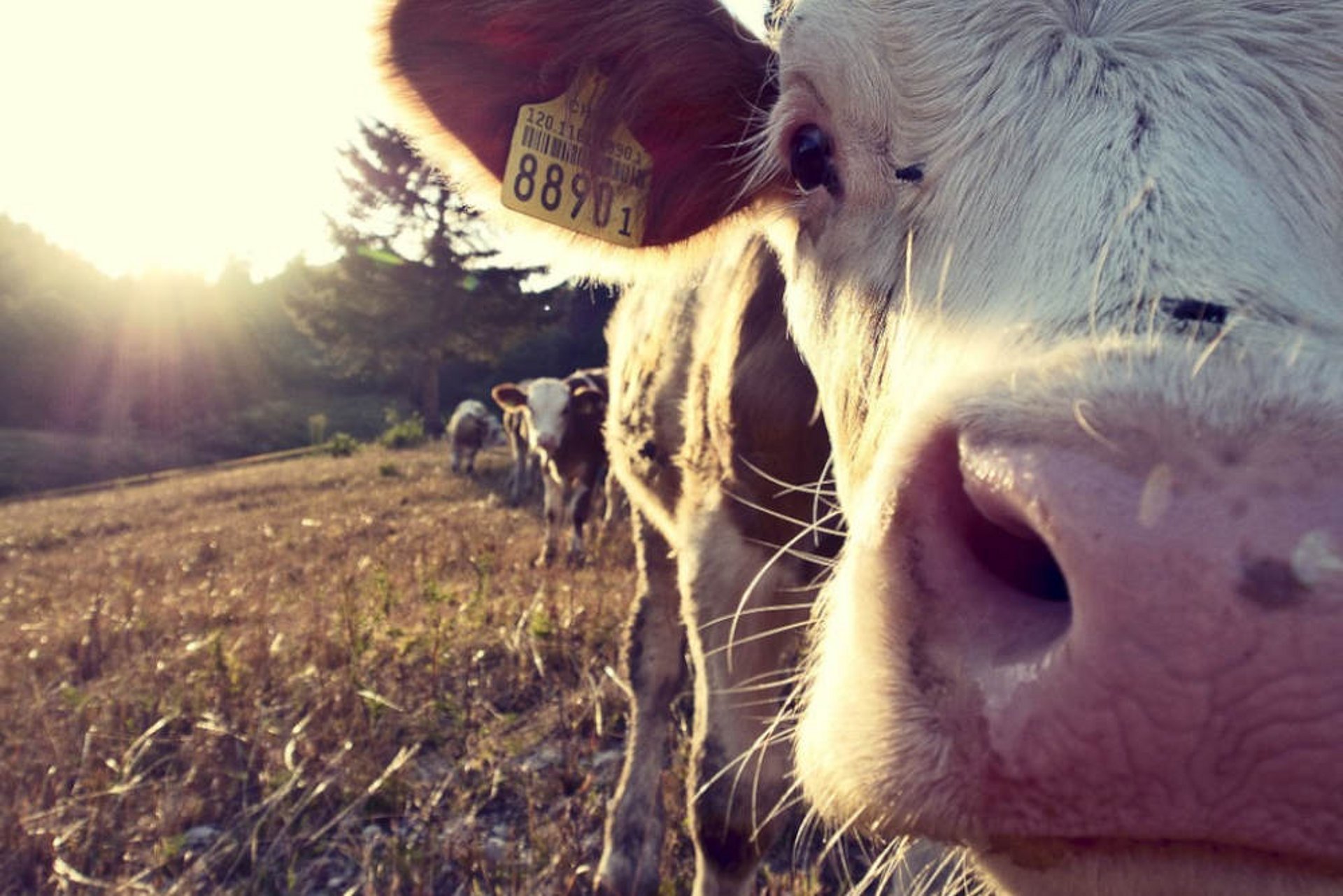 Optymalna długość cięcia przekłada się na wysokie spożycie paszy.