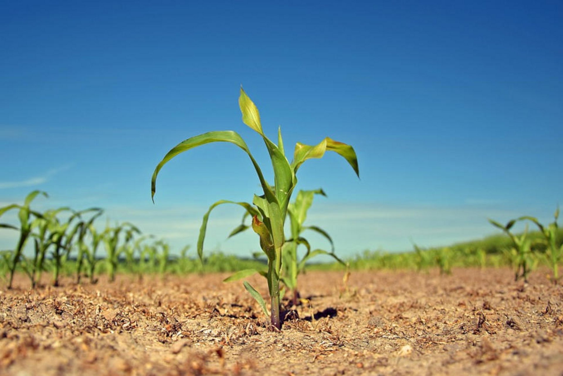 Bereits beim Anbau kann man die Futterqualität beeinflussen.