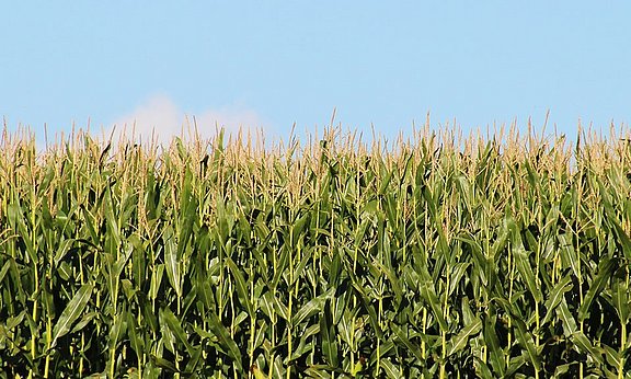 El ensilado de maíz sigue siendo un forraje popular en todo el mundo.