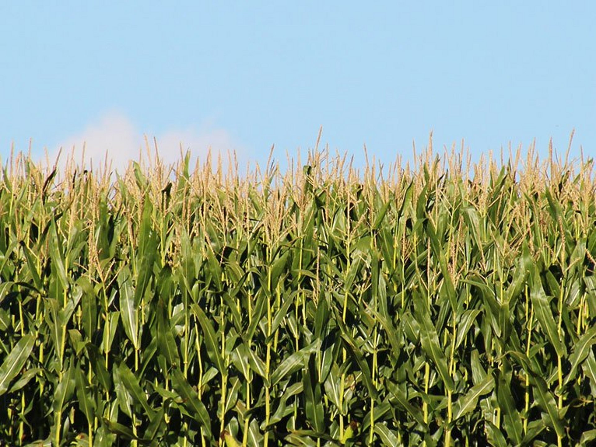 Le maïs ensilé est un fourrage apprécié dans le monde entier.