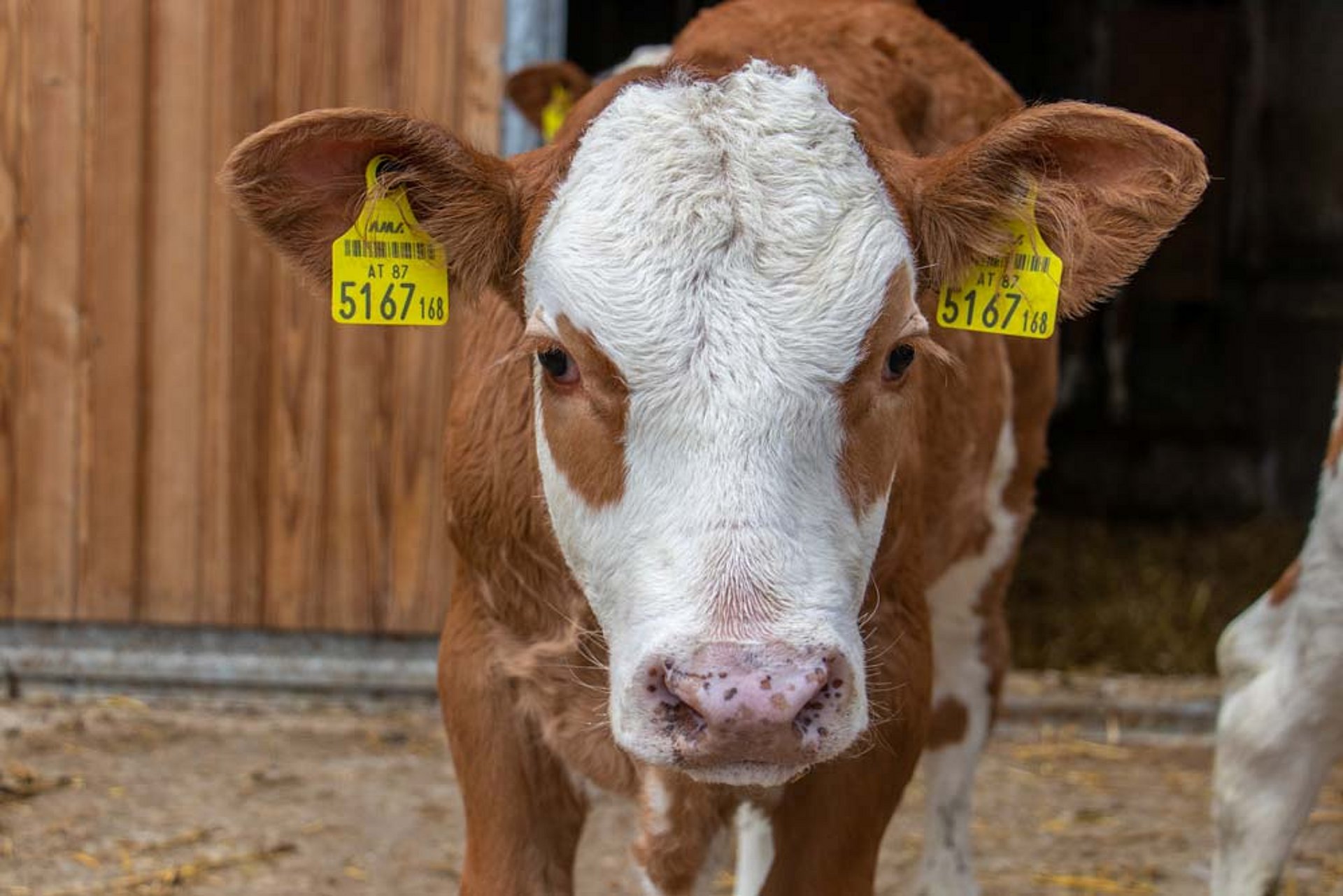 Premium quality silage – greatly appreciated, first and foremost, by the cows.