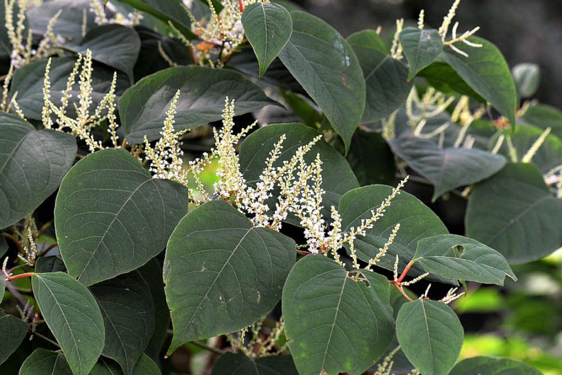 Duizendknoop schaadt de maïs voornamelijk doordat hij water onttrekt, wat voor een moeilijkere oogst zorgt.