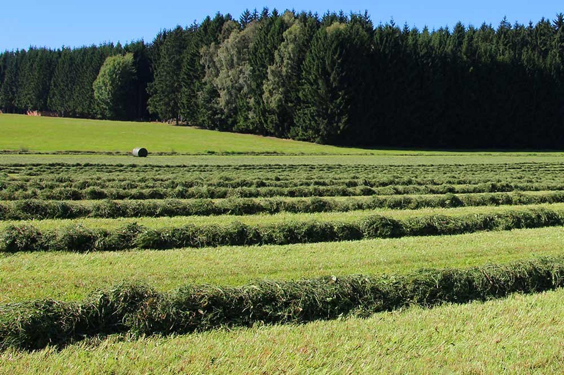 Gleichmäßiges Wenden und die richtige Schwad-Zusammenführung sind sehr ausschlaggebend für die Qualität