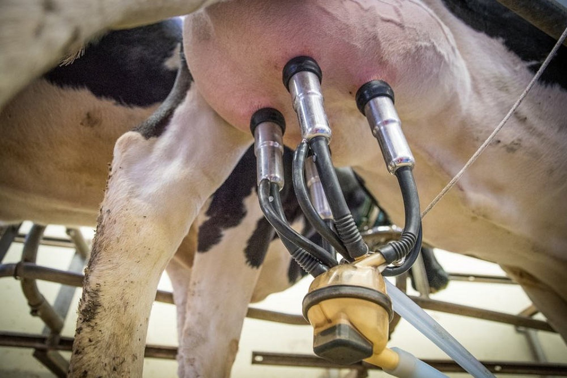 Het moment van maaien moet in verband met het hebben van dieren goed doordacht zijn.