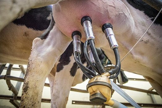 Der Schnittzeitpunkt muss in Verbindung mit der Tierhaltung wohl bedacht sein.