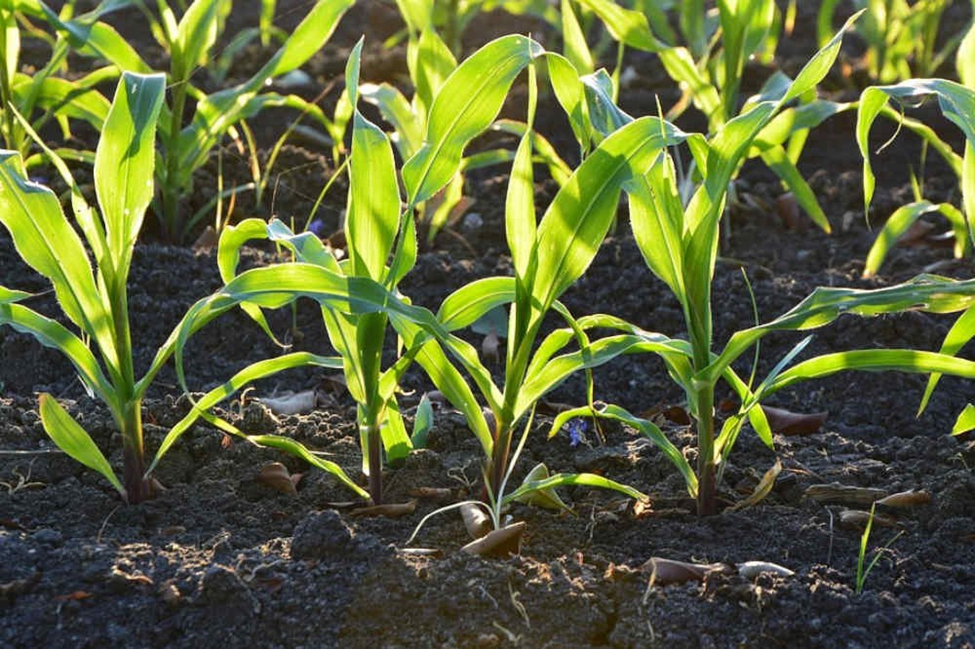 Met zijn hoge en nauwelijks fluctuerende energiegehalte is maïs zeer waardevol als voedergewas.