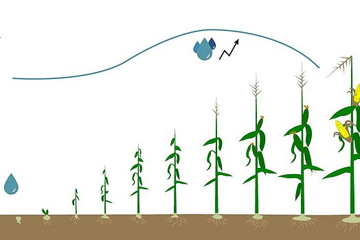 Pendant la croissance de la masse principale, le maïs a les plus grands besoins en eau.