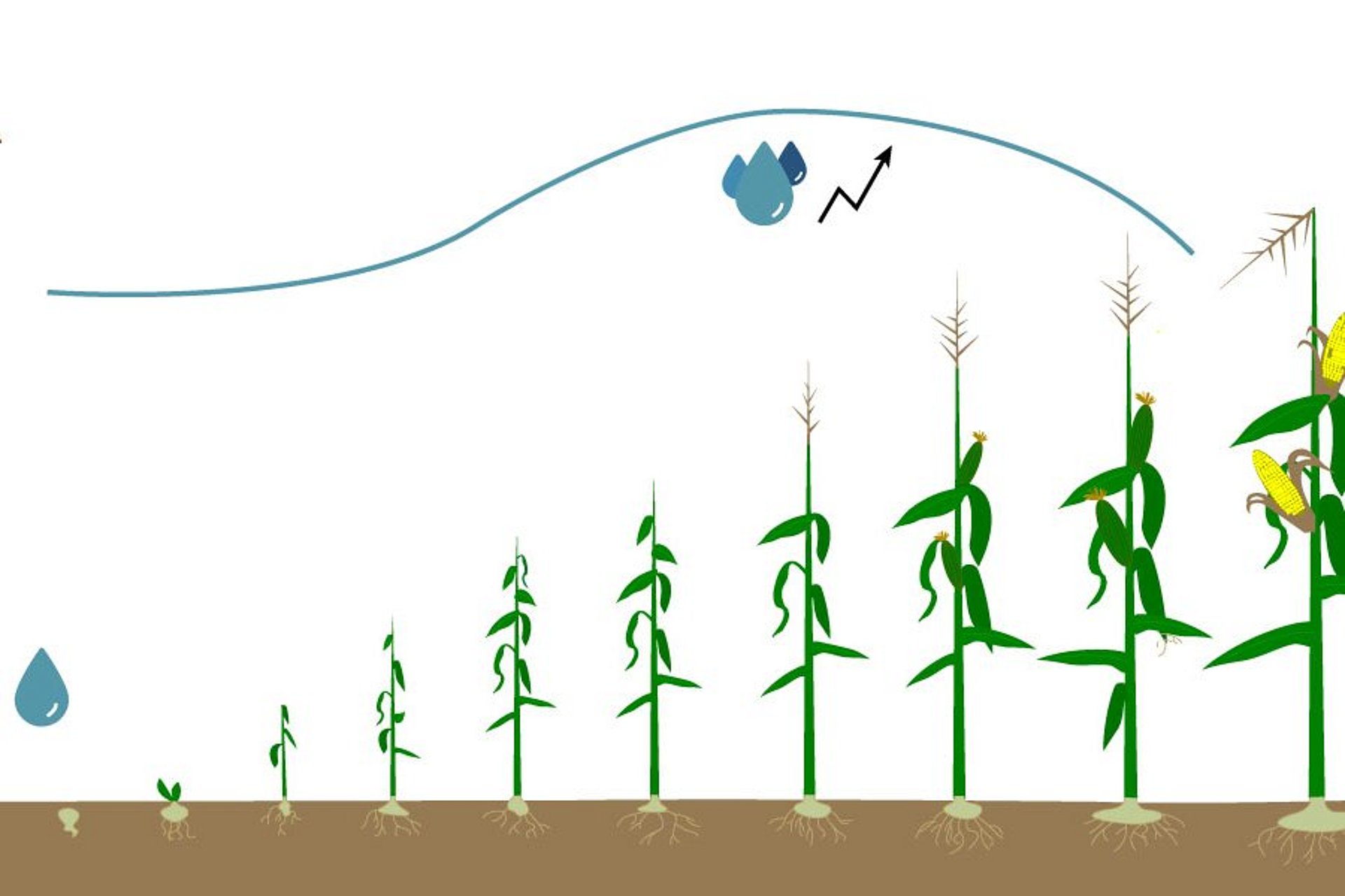 Pendant la croissance de la masse principale, le maïs a les plus grands besoins en eau.