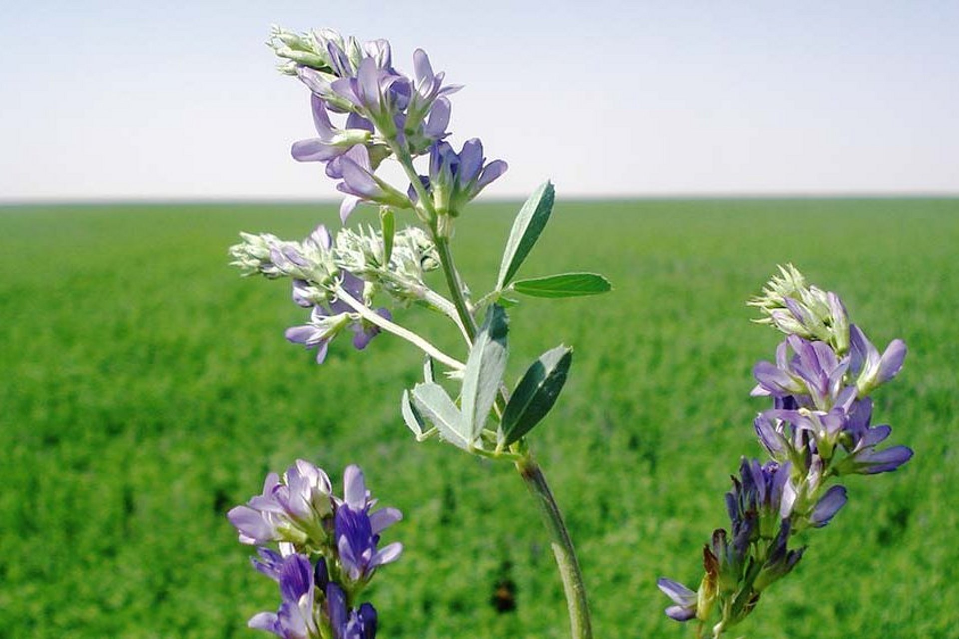 Luzernensilage ist nicht nur eine der wichtigsten Grundfutterkomponenten, sondern bietet auch hohe Ertragssicherheit.
