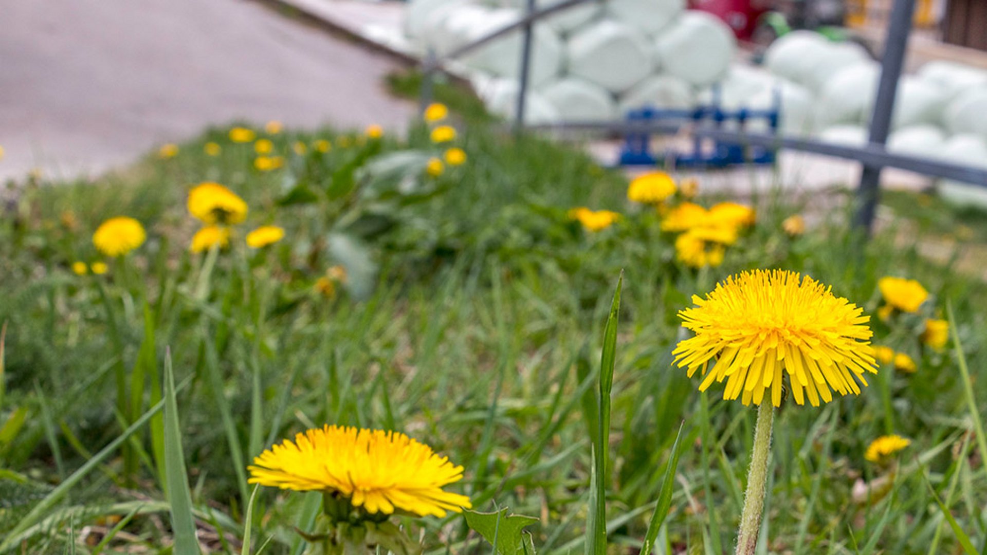 W całym gospodarstwie panuje wiejska sielanka. 
