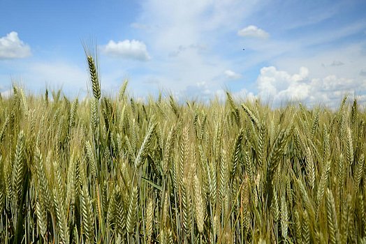 Triticale