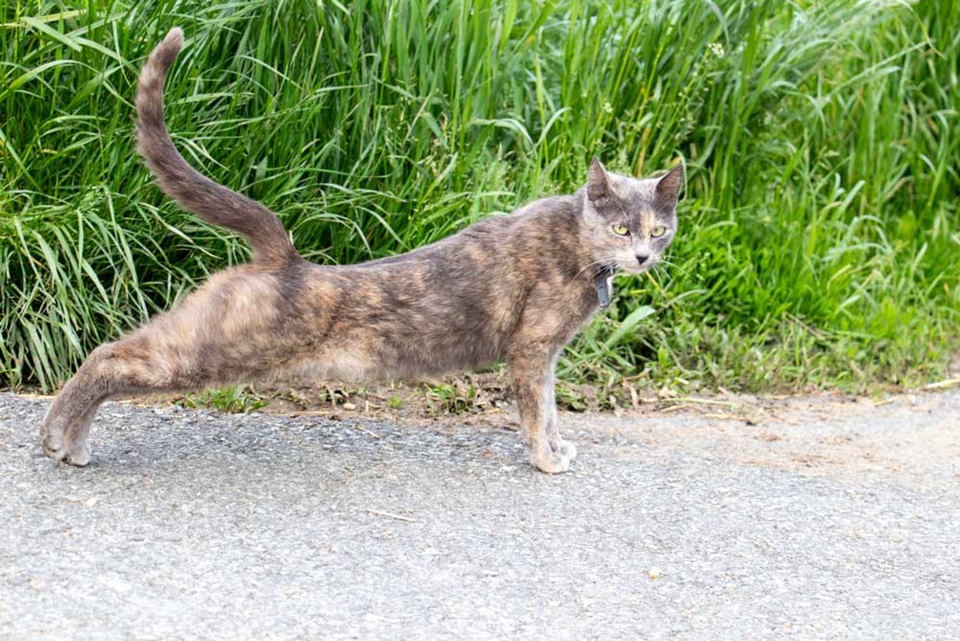 Life is obviously easy-going at the Maierhofer farm.