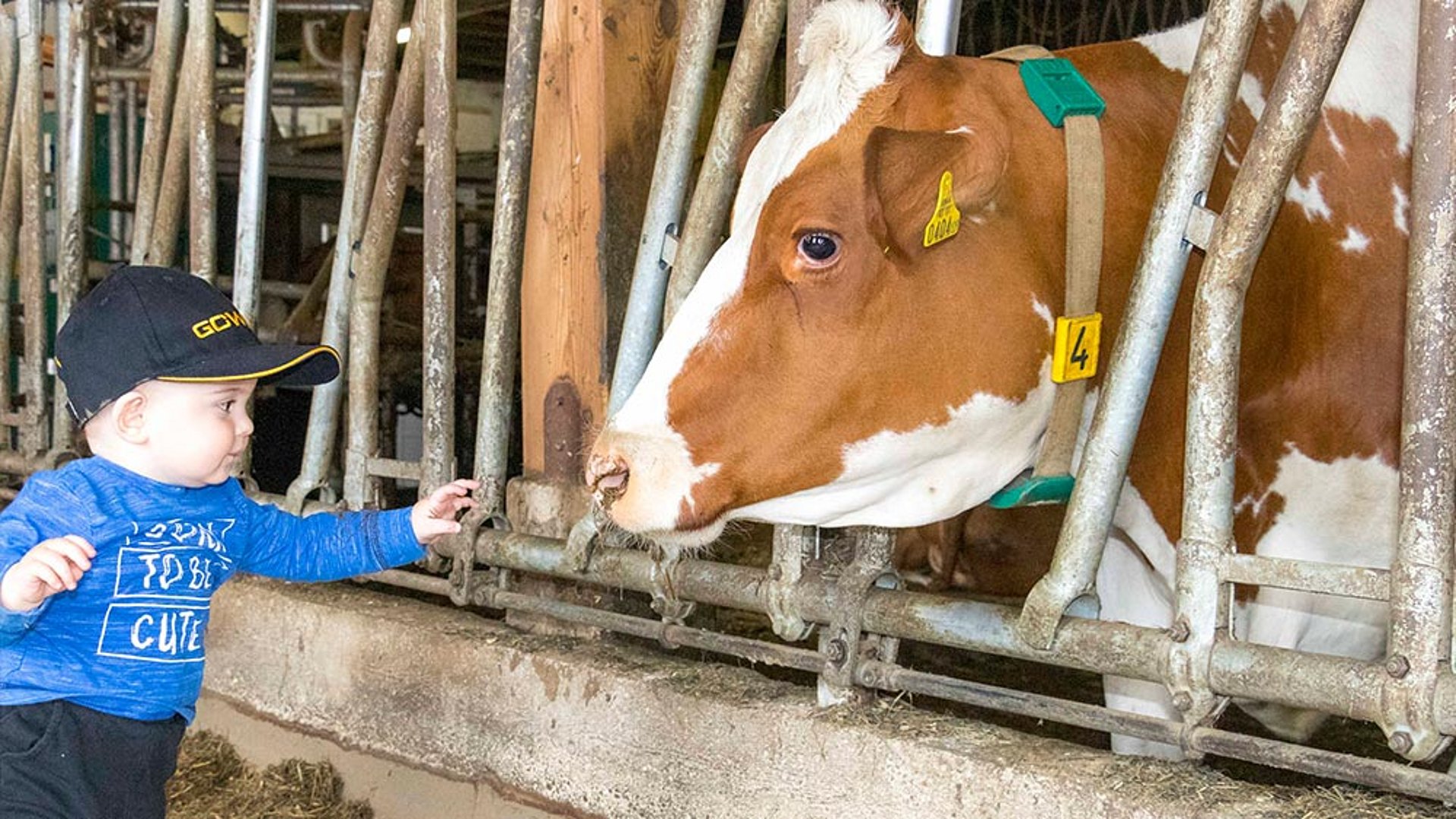 Mały Luis pomaga pilnie w pracach w gospodarstwie. Traktor jest teraz jego ulubioną zabawką.