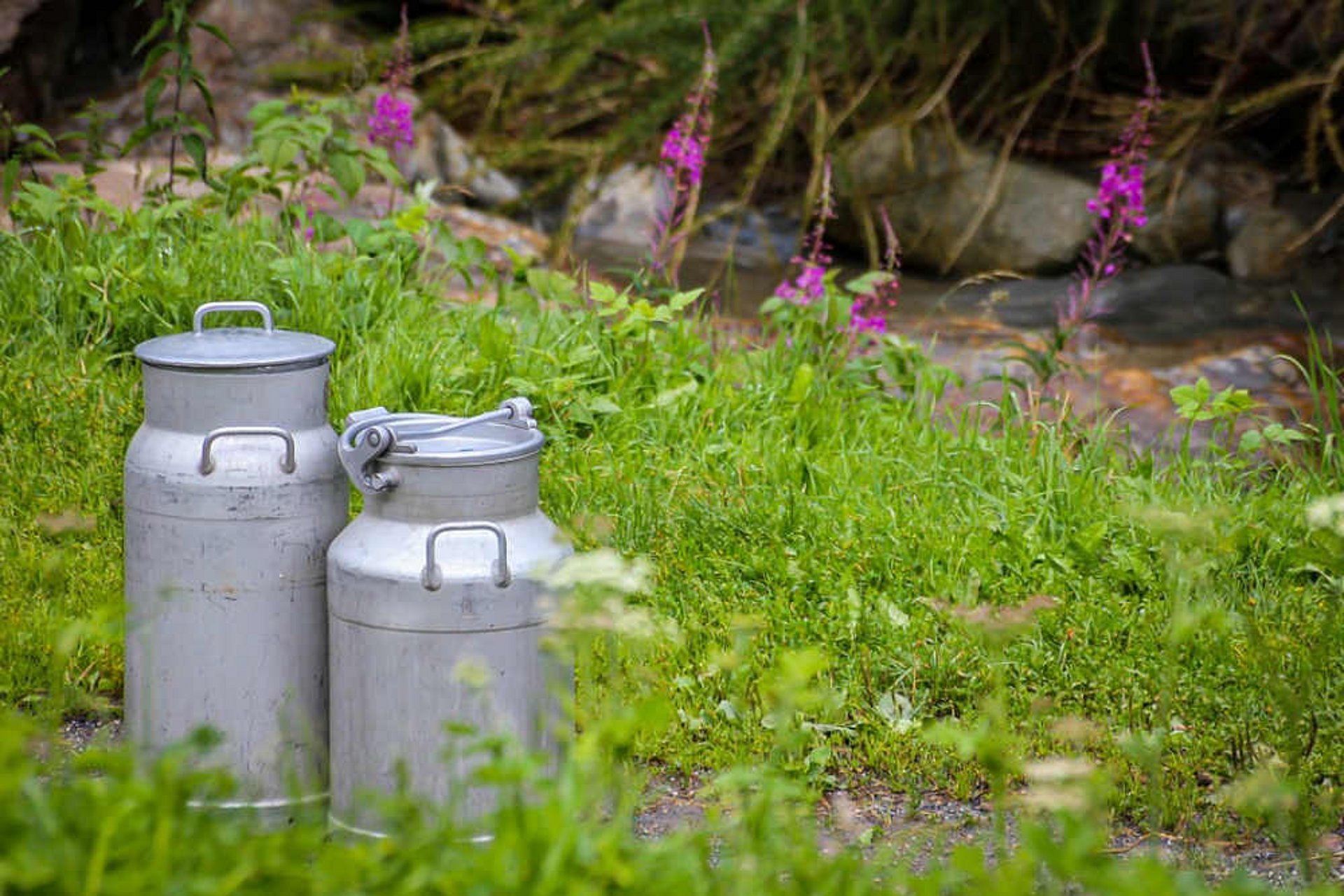 Idealne długości cięcia umożliwiają osiągnięcie i utrzymanie wysokich wydajności mlecznych.