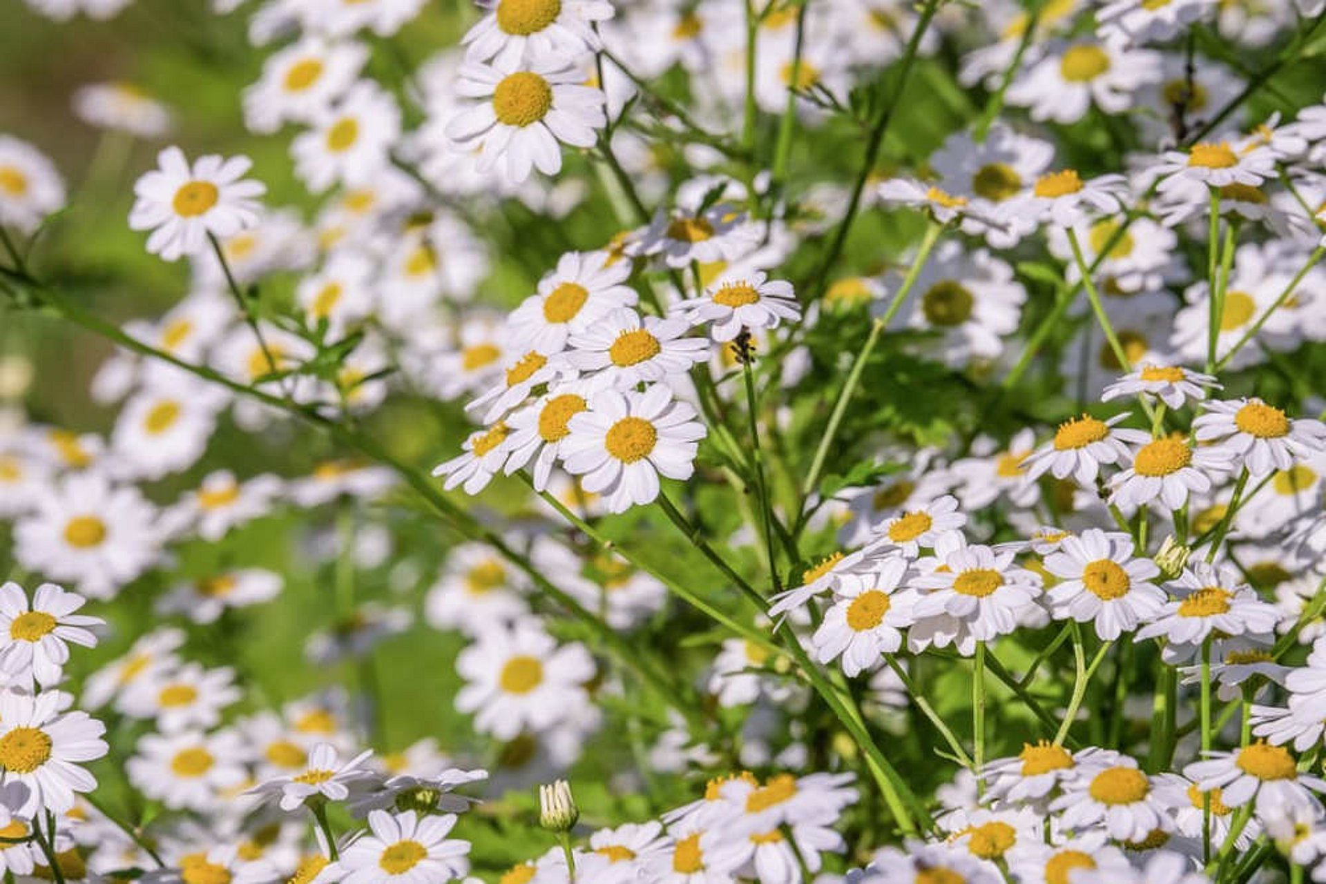 Kamille komt in maïs vooral voor wanneer de bodem in het voorjaar vochtig is.