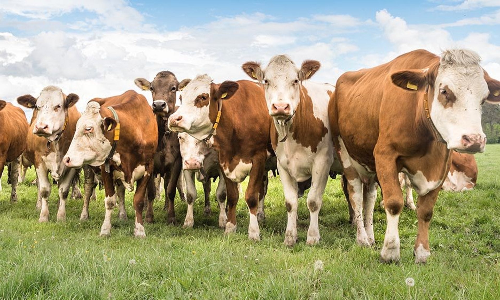 Gezonde en vitale dieren - een van de belangrijkste bestanddelen hiervoor is optimaal voer.