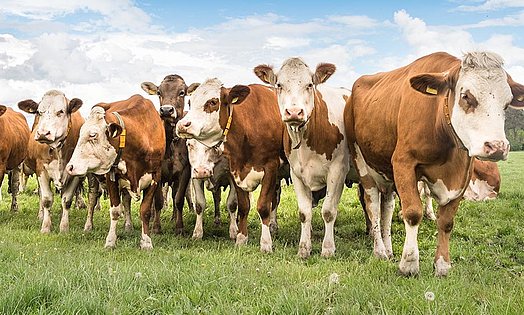 Animaux en bonne santé et pleins de vitalité - une alimentation optimale est l’un des principaux composants.
