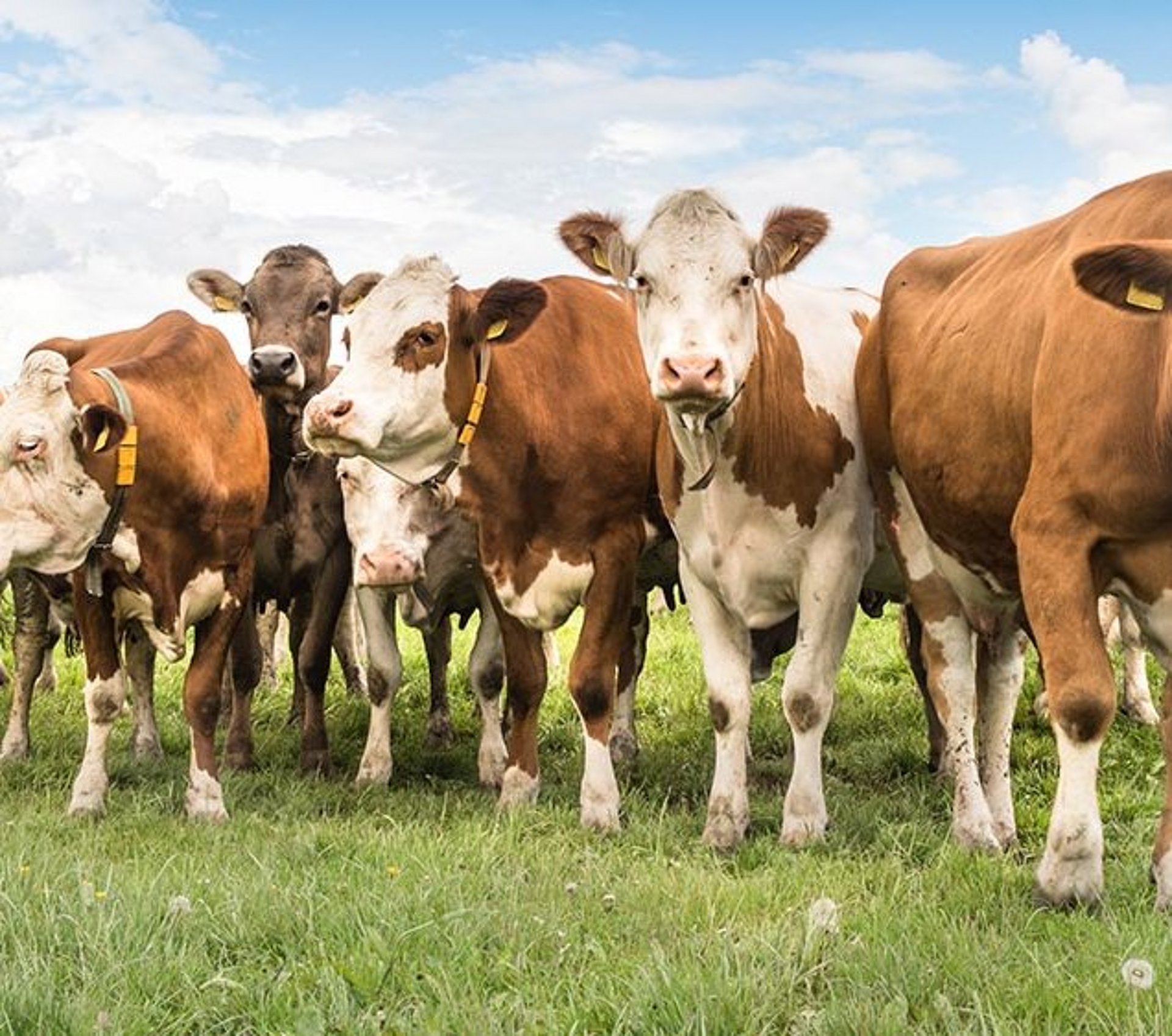 Gesunde und vitale Tiere - einer der wichtigsten Bestandteile dafür ist die optimale Fütterung.