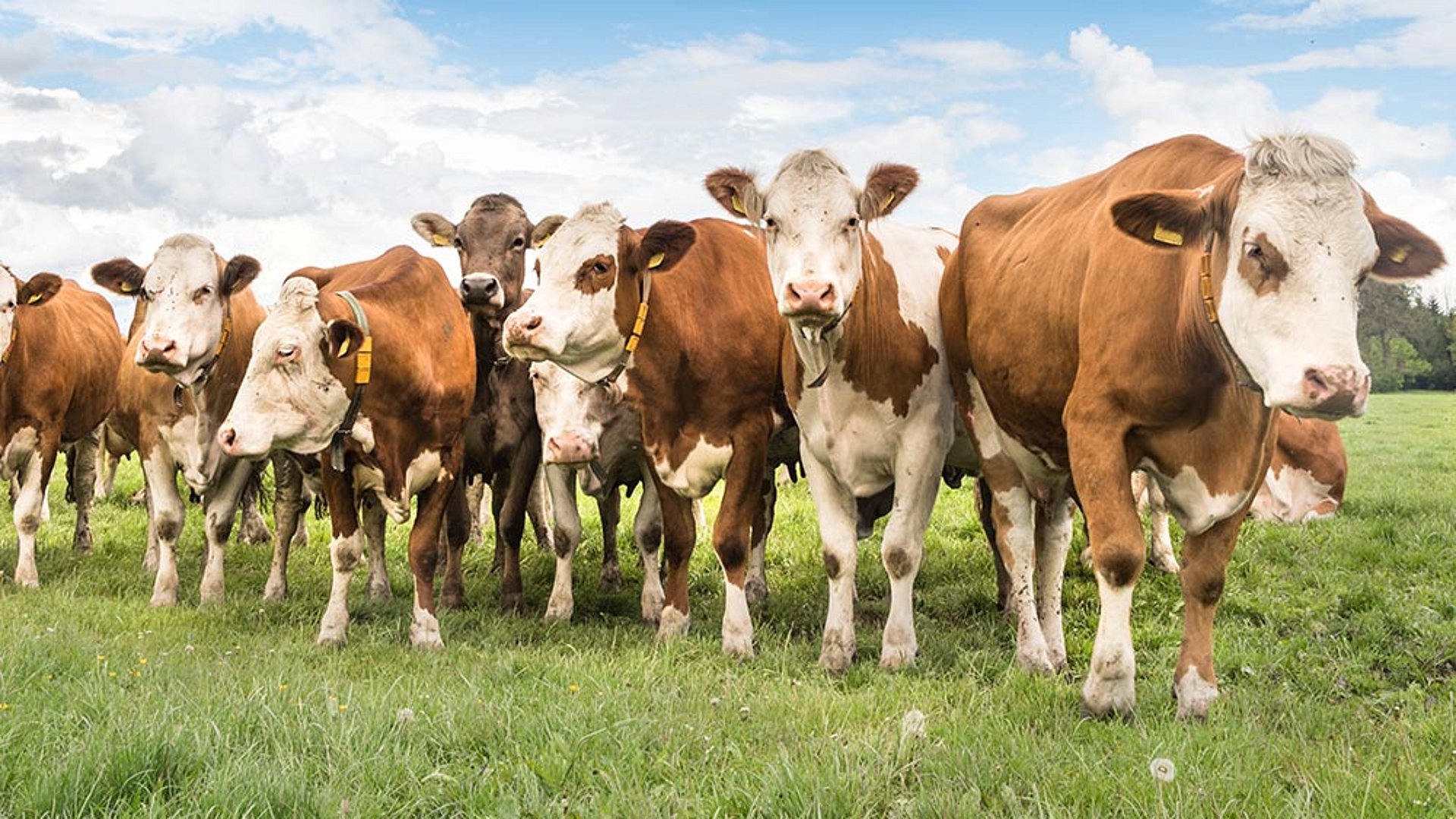 Gesunde und vitale Tiere - einer der wichtigsten Bestandteile dafür ist die optimale Fütterung.