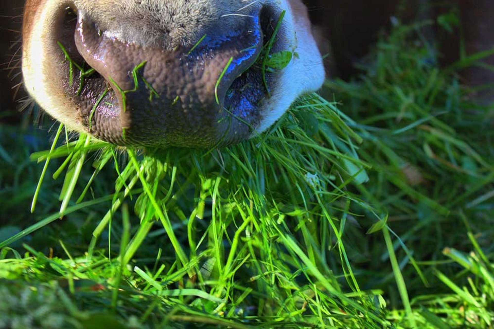 Die Futterqualität ist ein wichtiger Punkt