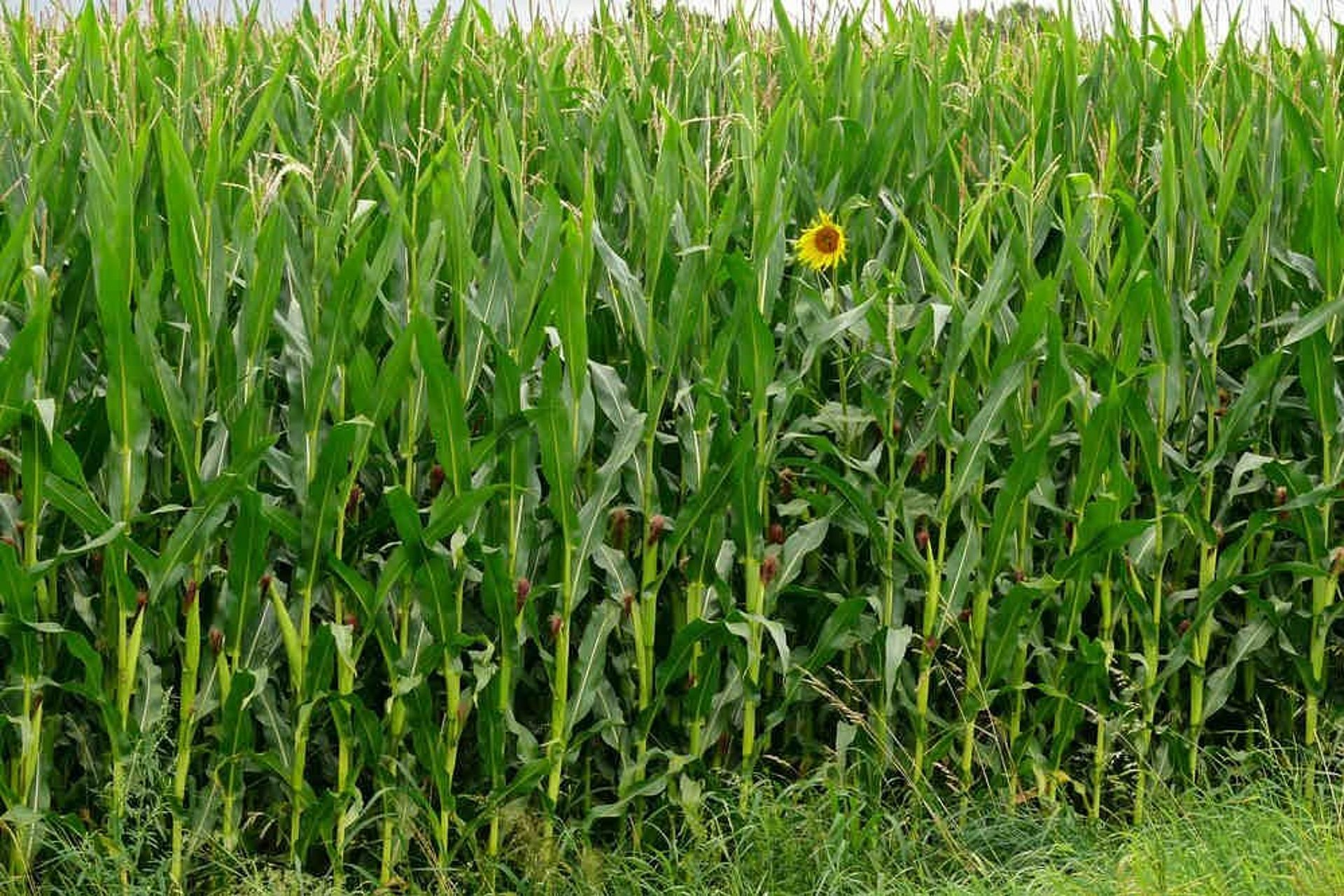 De voerkwaliteit van maïs en de bijbehorende diergezondheidsaspecten spelen een grote rol.