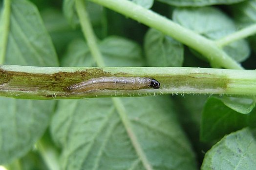 Der Maiszünsler ist ein Kleinschmetterling und zählt zu den wirtschaftlich bedeutendsten Schädlingen an Mais.