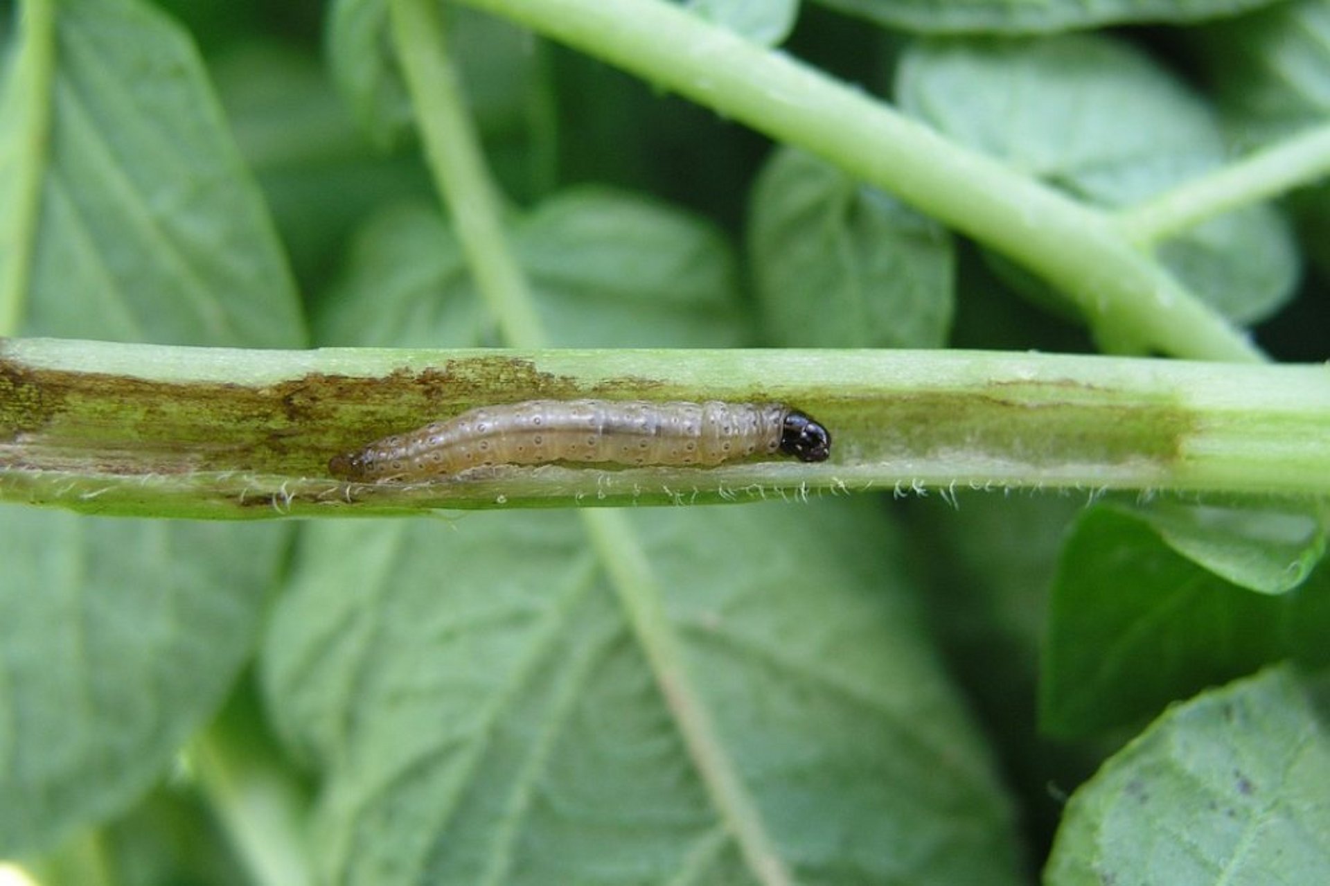 De Europese maisboorder is een kleine vlinder en is een van de economisch belangrijkste plagen op maïs.