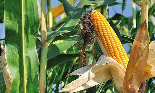 L’ensilage de maïs offre ainsi les meilleures conditions pour atteindre un rendement laitier ou engraissement maximal.