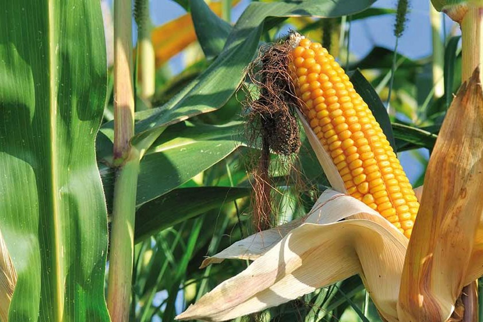 Maissilage bietet die besten Voraussetzungen um höchste Milch- oder Mastleistungen zu erzielen.