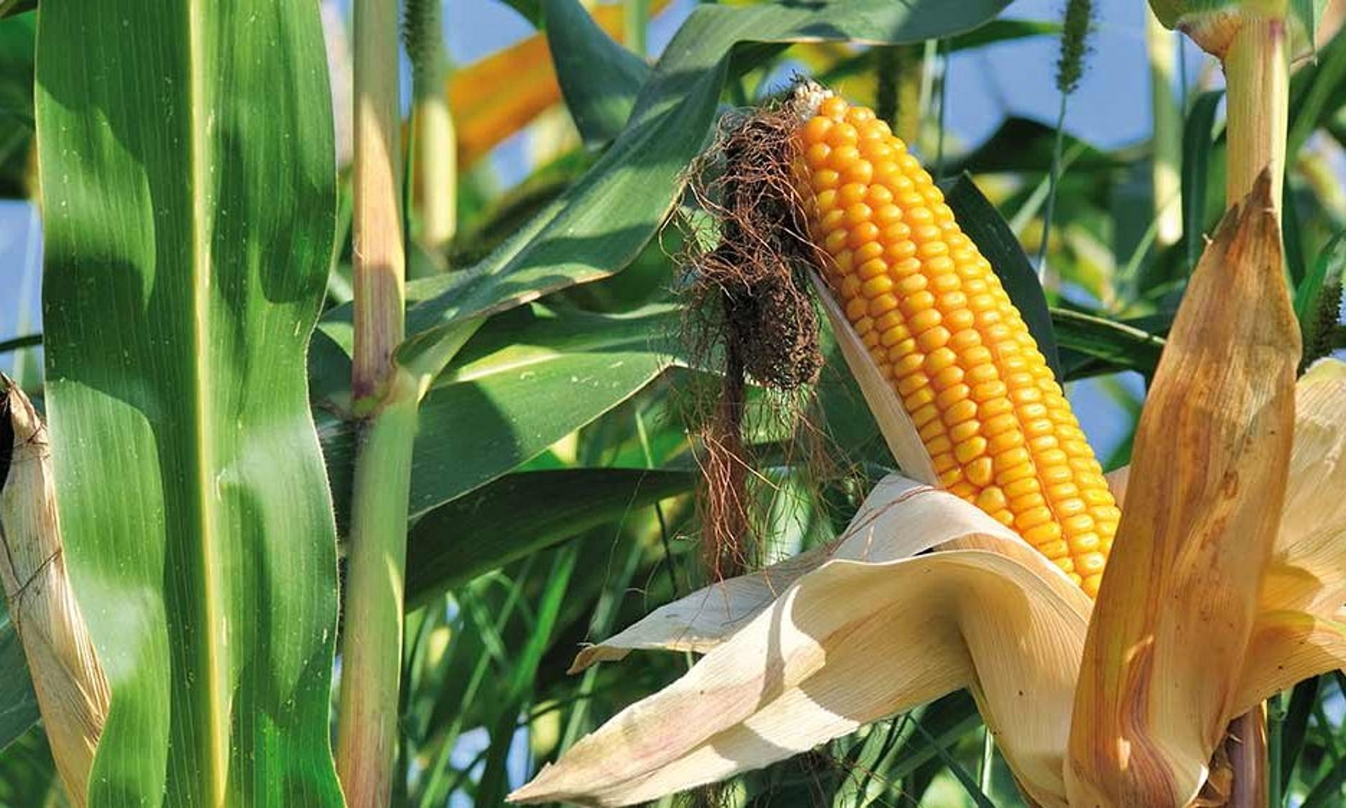 Maiskuilvoer biedt de beste voorwaarden om een maximale melk- of mestproductie te behalen.