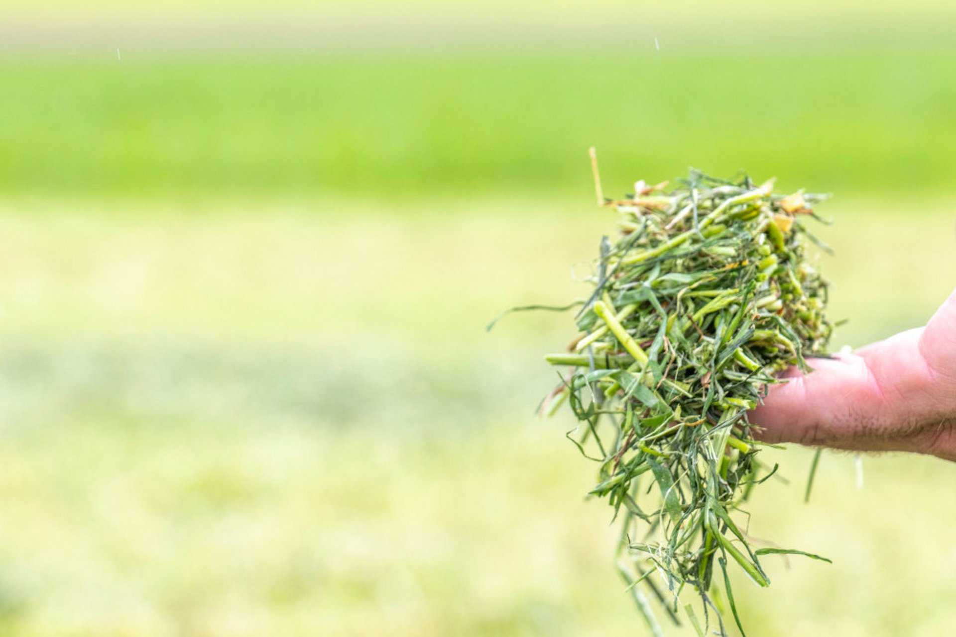 Również zbyt krótkie długości cięcia prowadzą do spadku spożycia paszy.