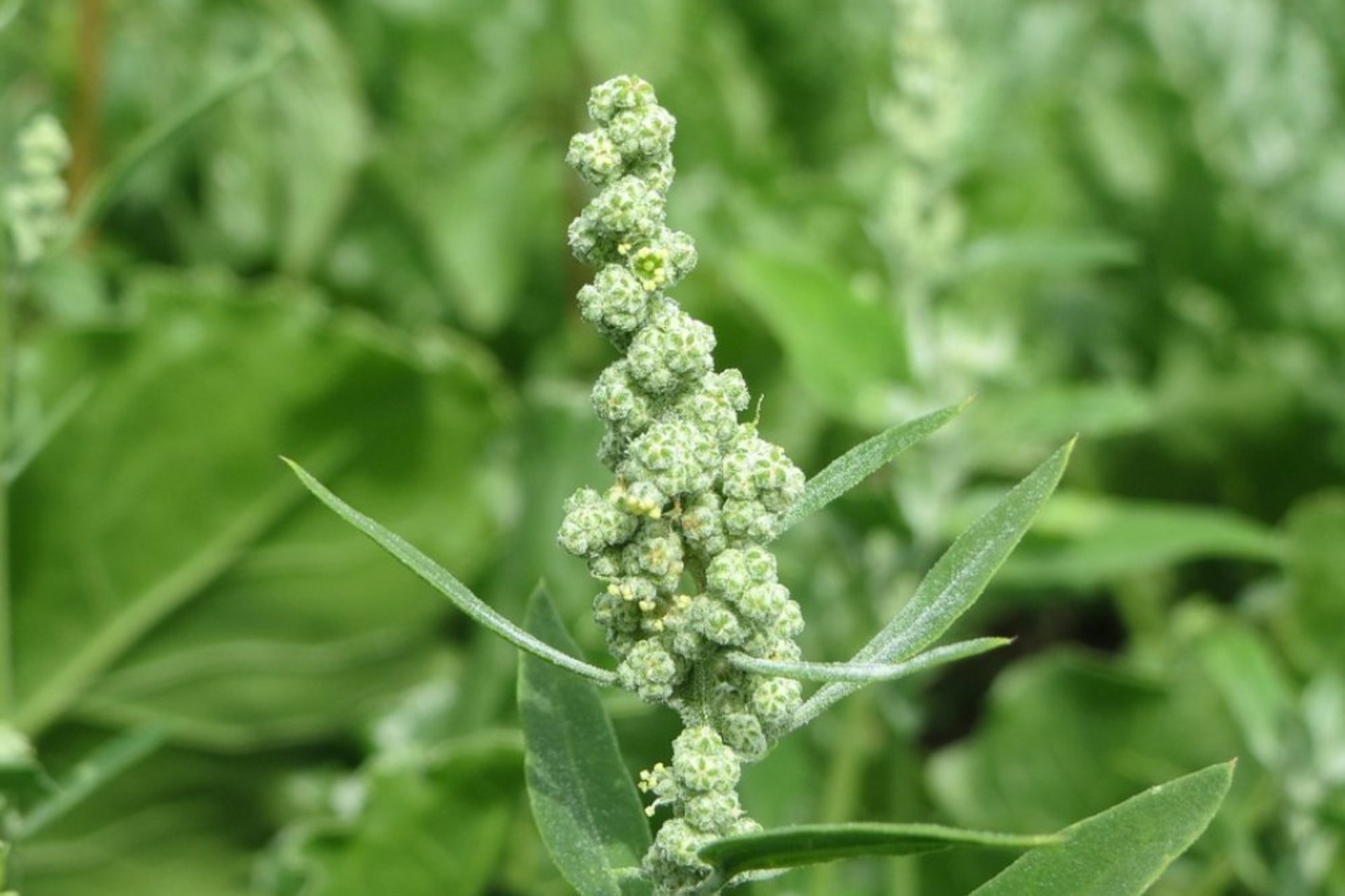 Melganzenvoet: De wijdverbreide verspreiding is te danken aan de lage vereisten inzake locatie, de sterke zaadvorming en de lange levensduur van de zaden in de bodem. 